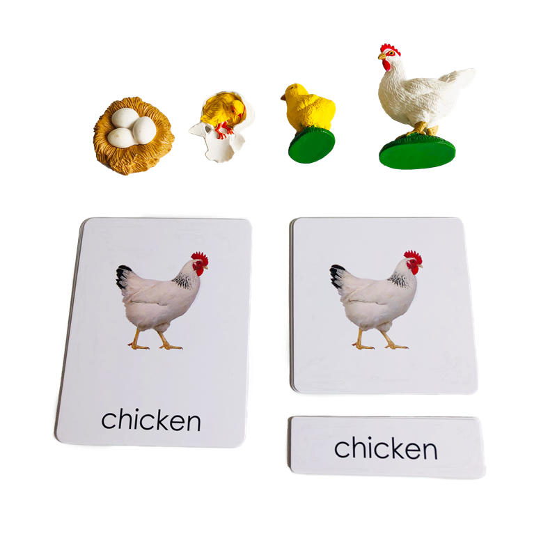 Kids Nature Education - Ciclo di vita Animali Carte e
