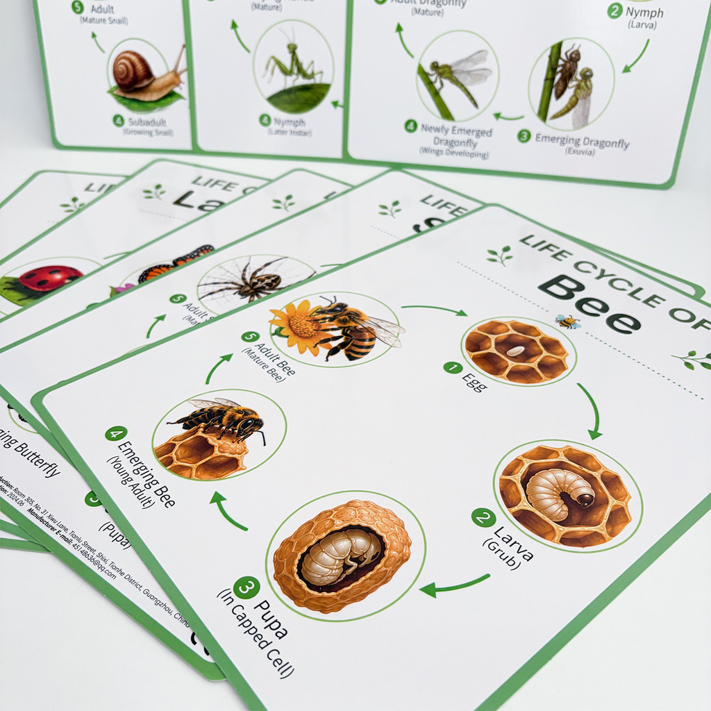 8 Poster Educativi sul Ciclo d - Kids Nature Education recensione e prezzo