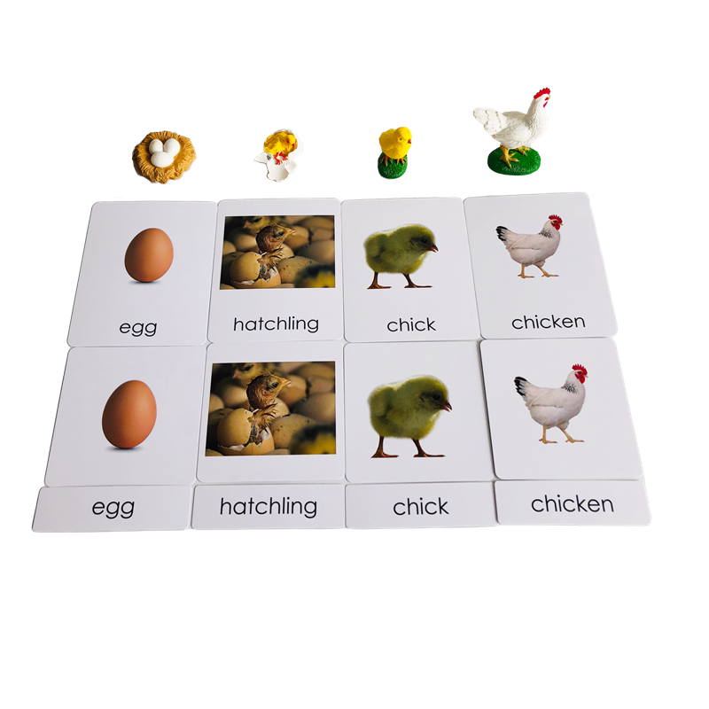 Ciclo di vita Animali Carte e  - Kids Nature Education recensione e prezzo