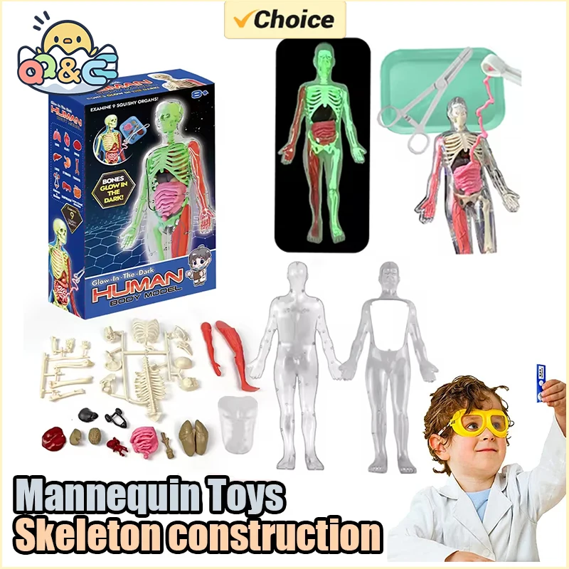 Modello didattico biologico di - Kids Nature Education recensione e prezzo